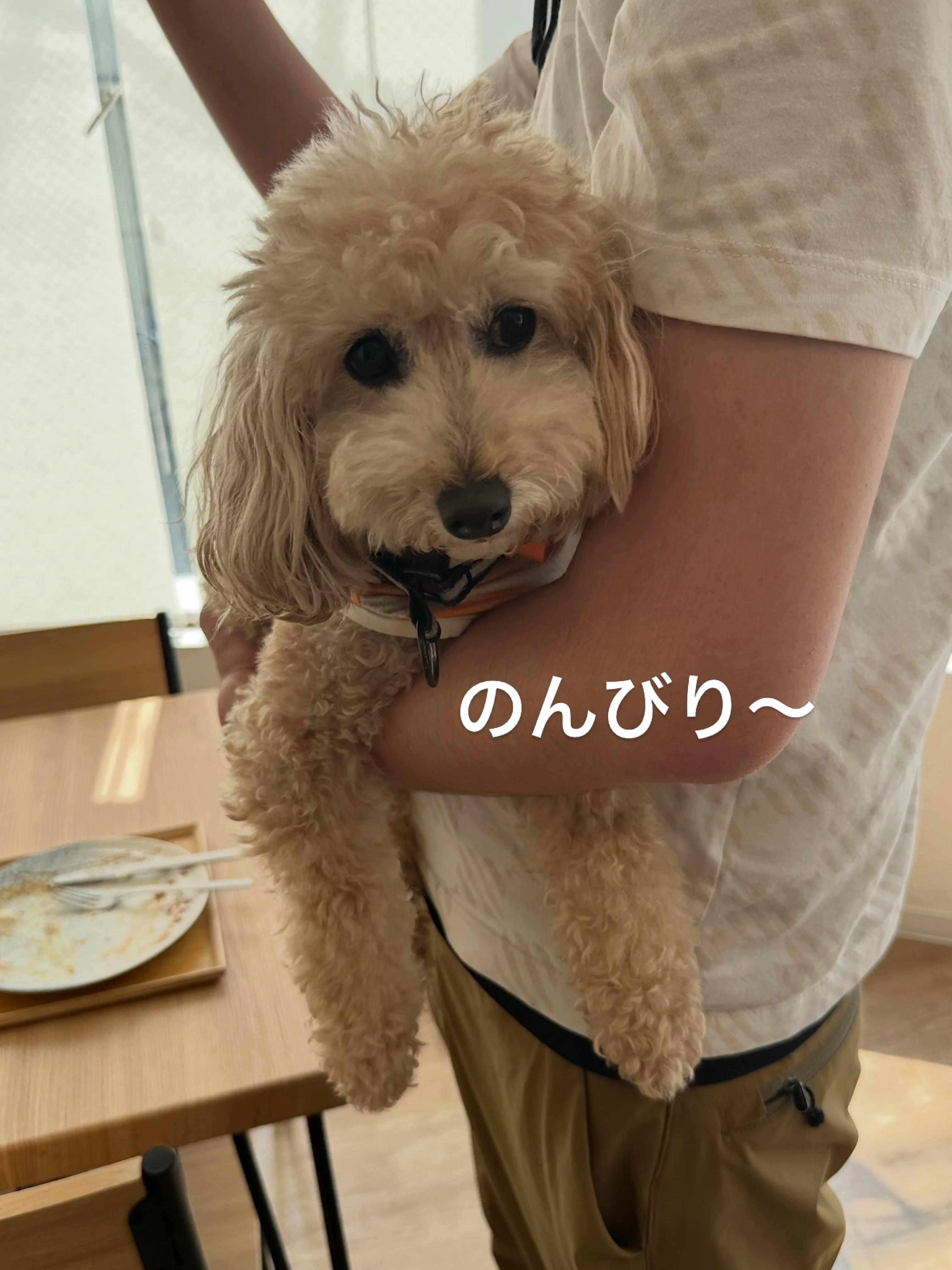 《ご来店わんこたち》