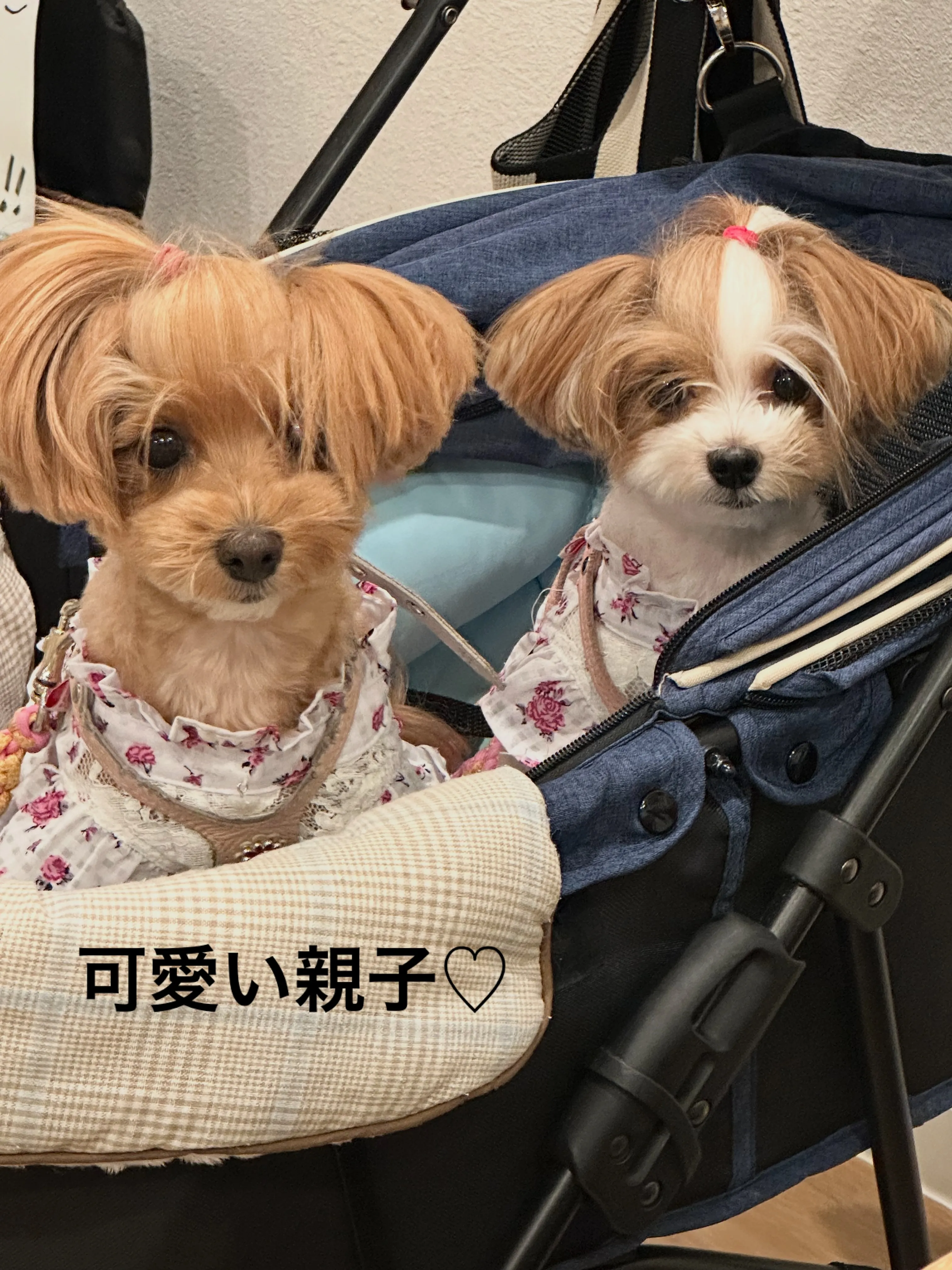 《ご来店わんこたち》