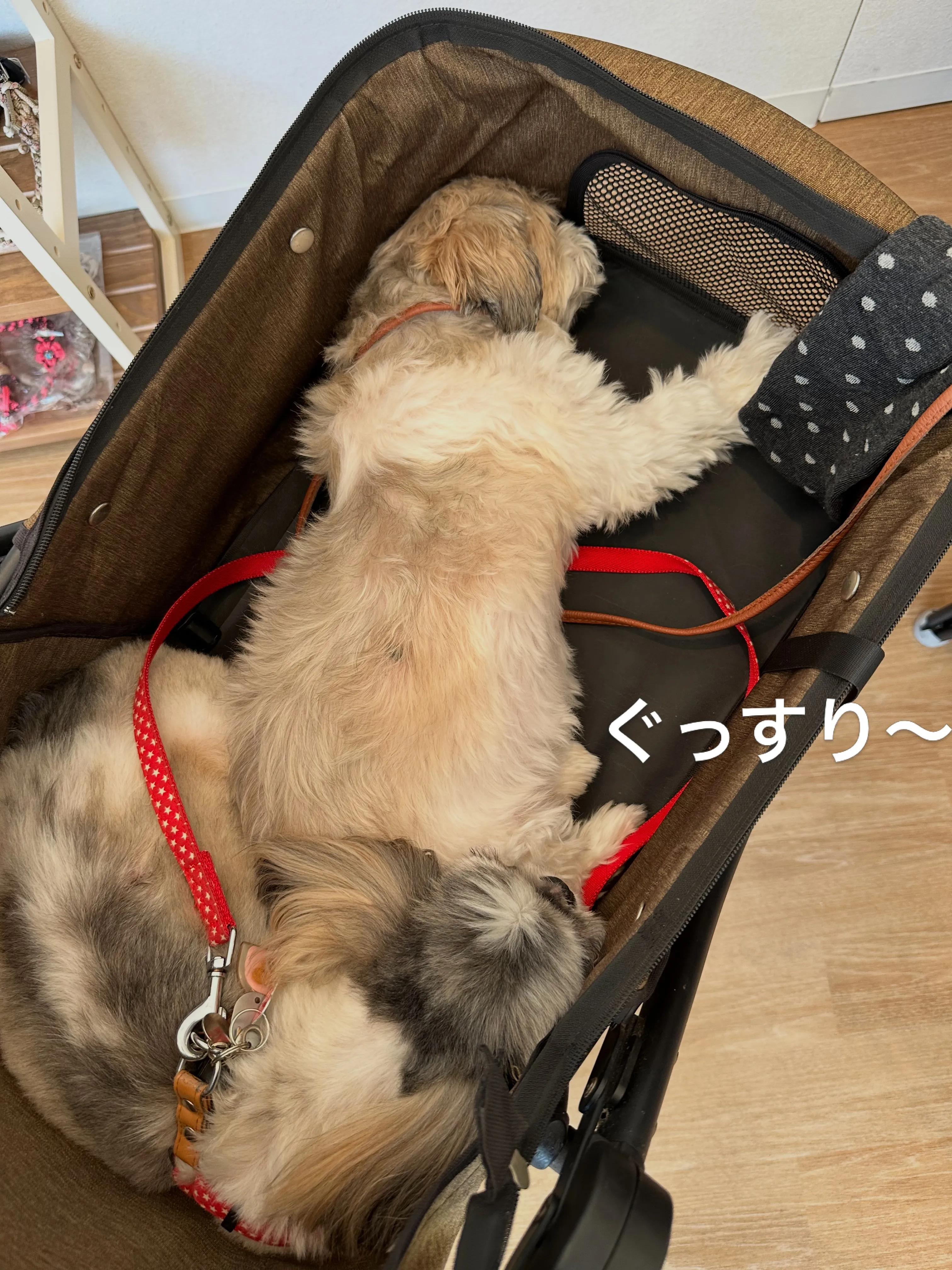 《ご来店わんこたち》