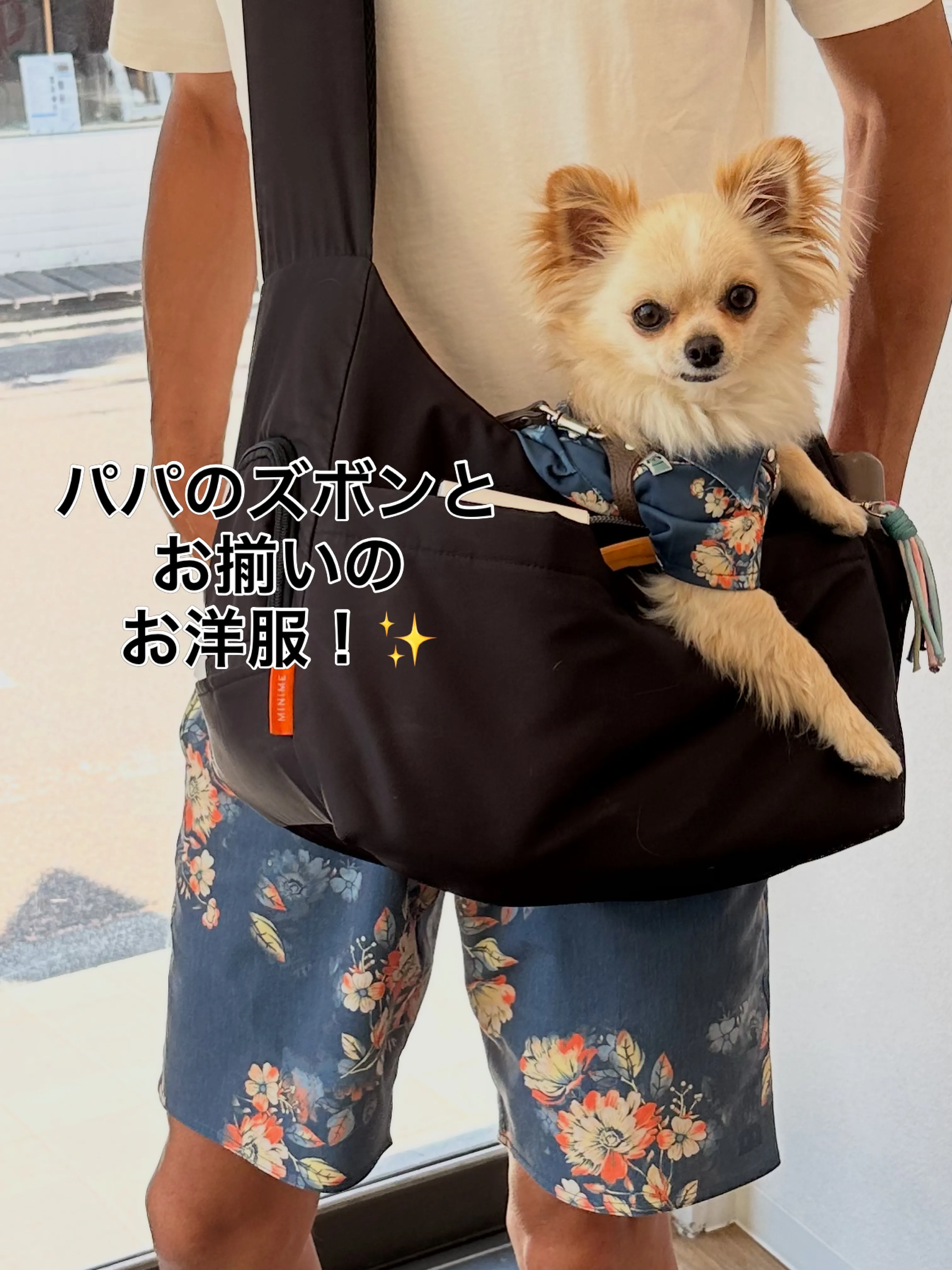 《ご来店わんこたち》