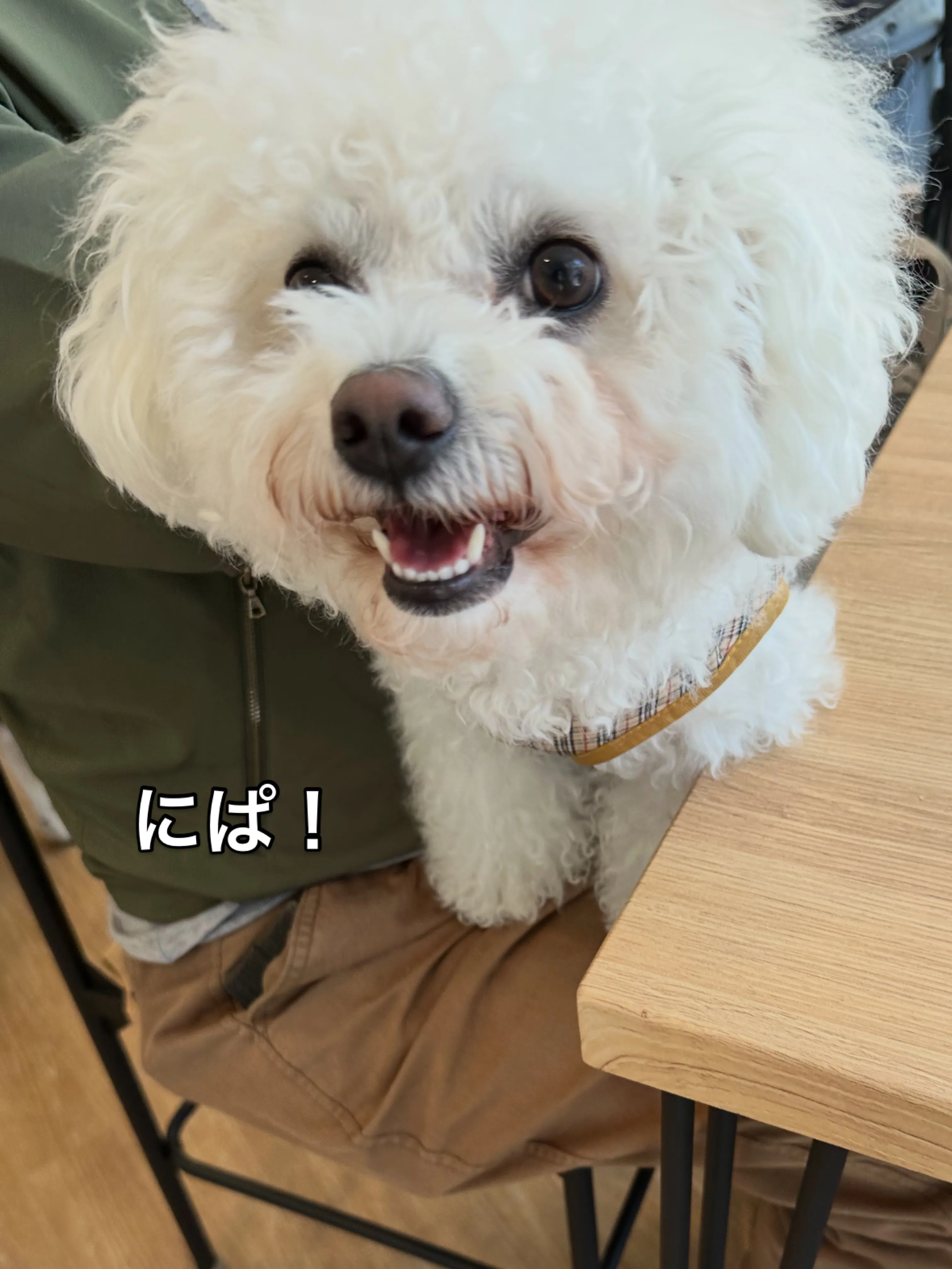 《ご来店わんこたち》
