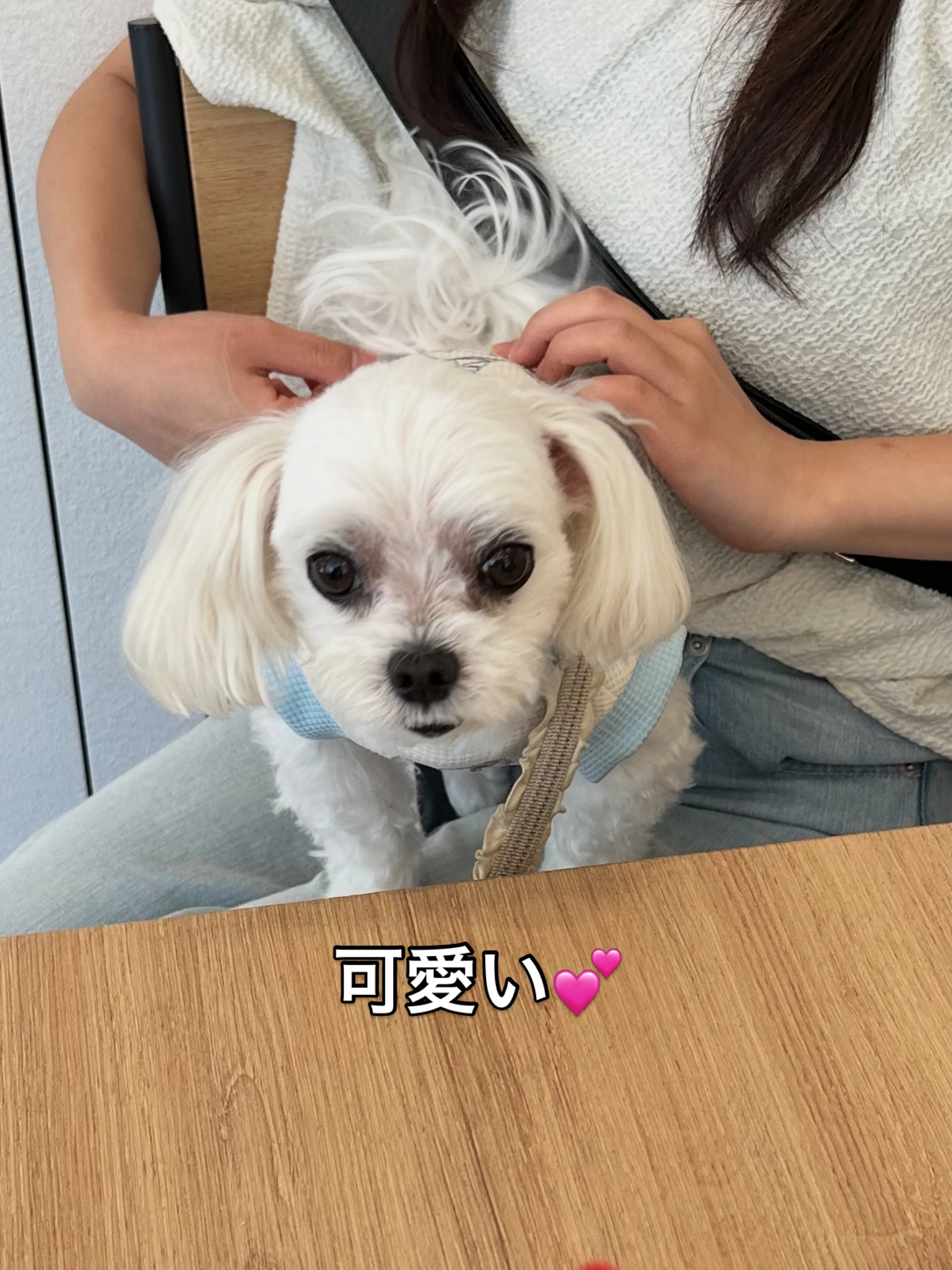 《ご来店わんこたち》