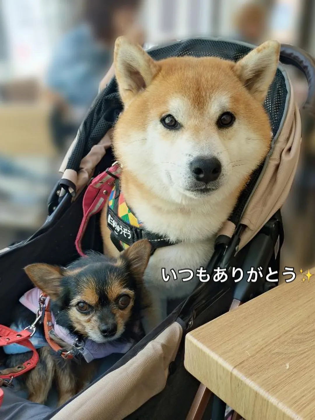 《ご来店わんこたち》