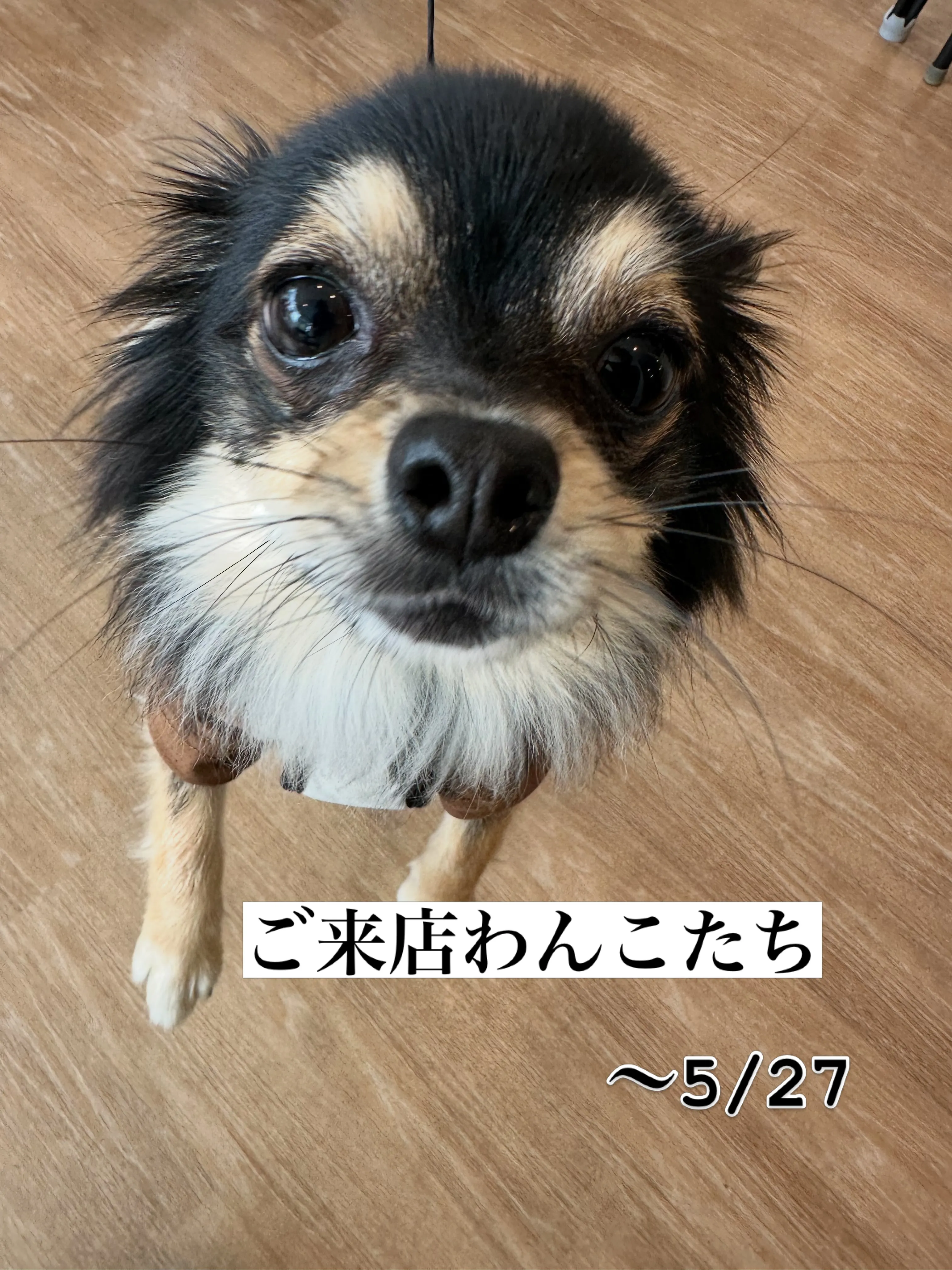 《ご来店わんこたち》