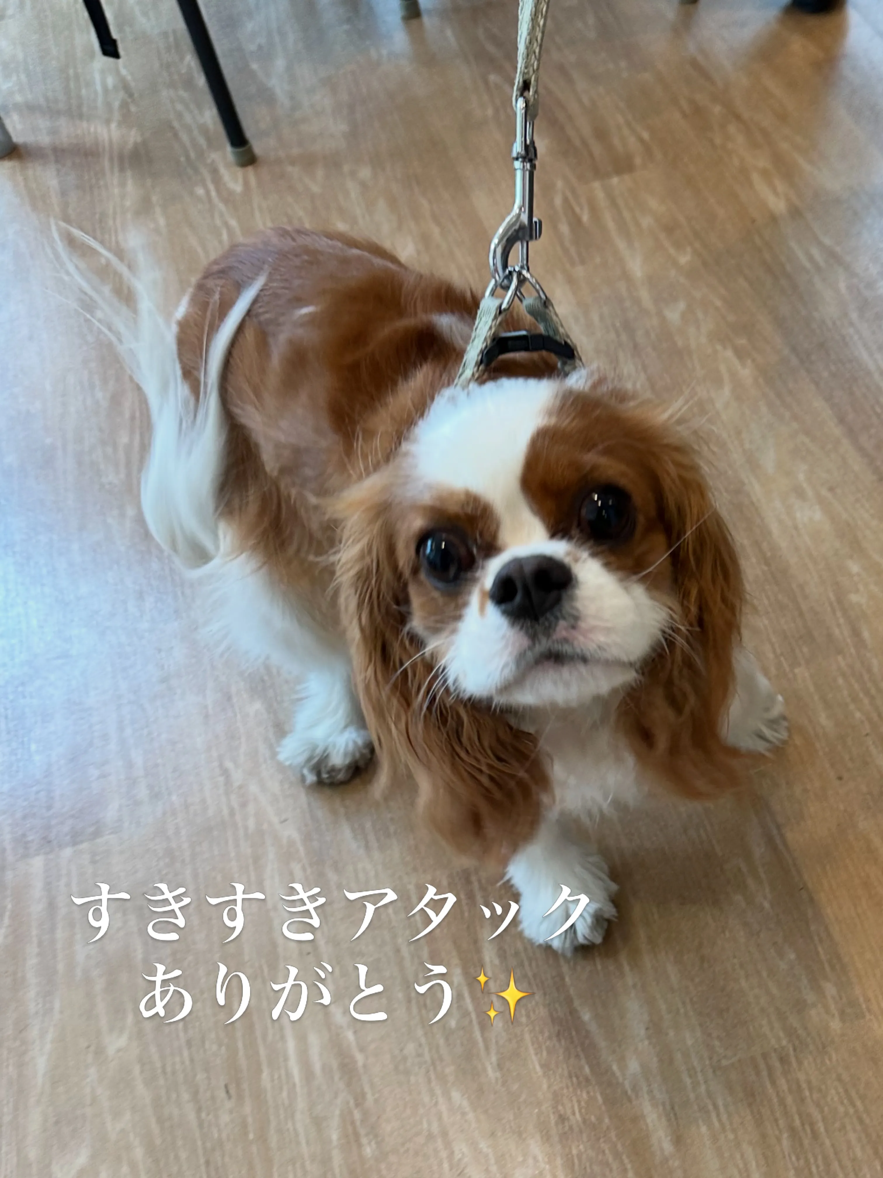 《ご来店わんこたち》