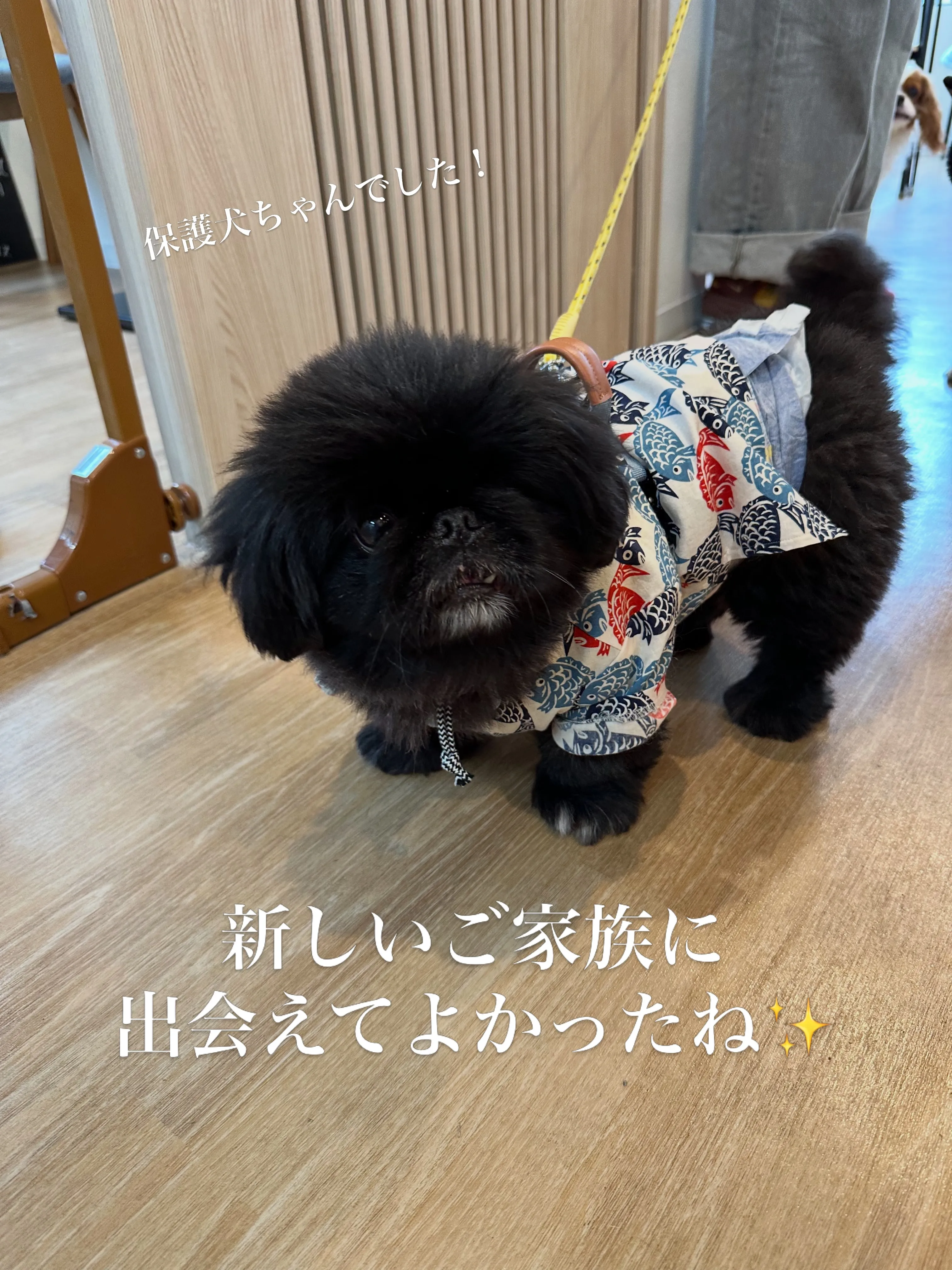 《ご来店わんこたち》