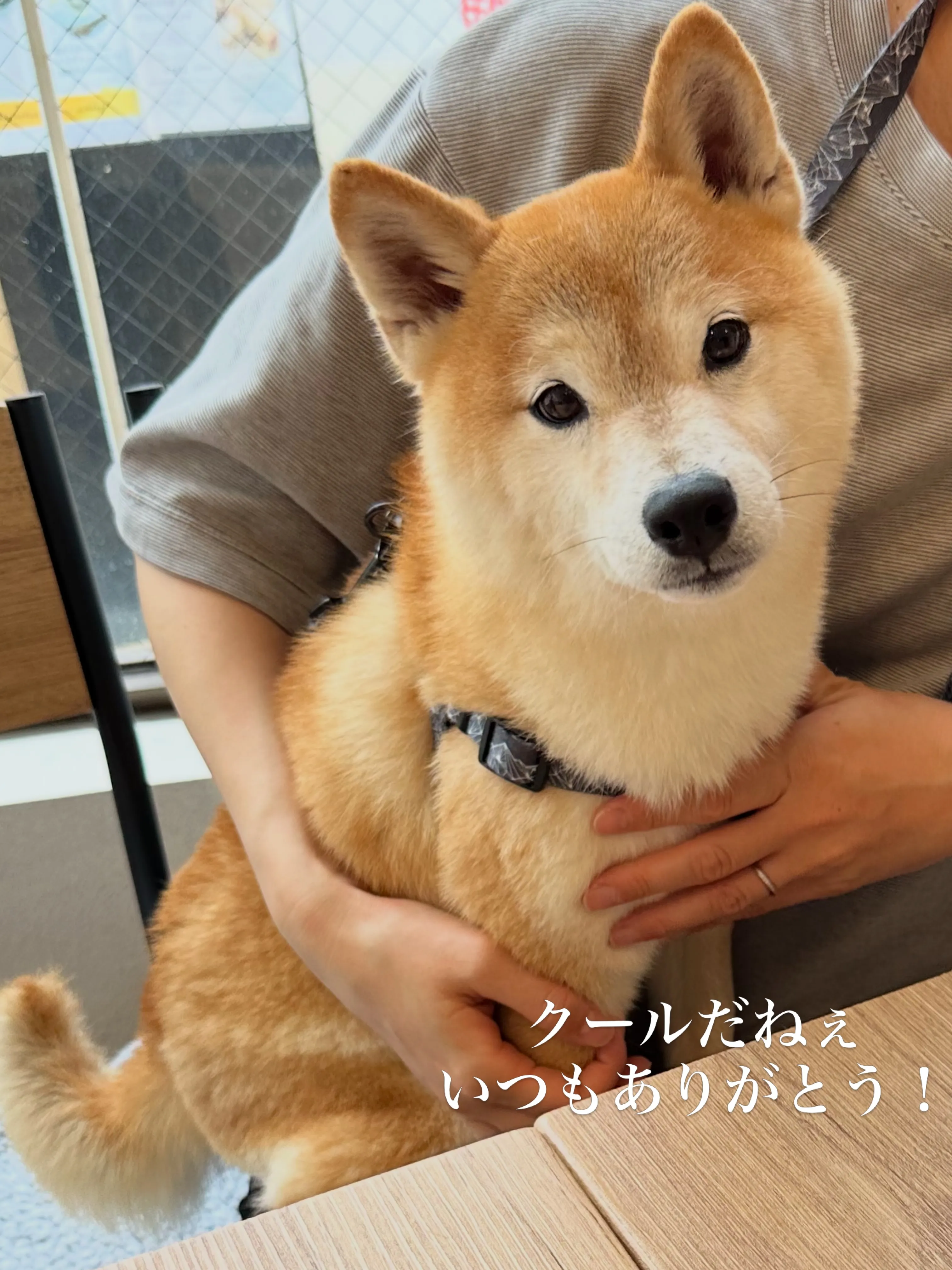 《ご来店わんこたち》