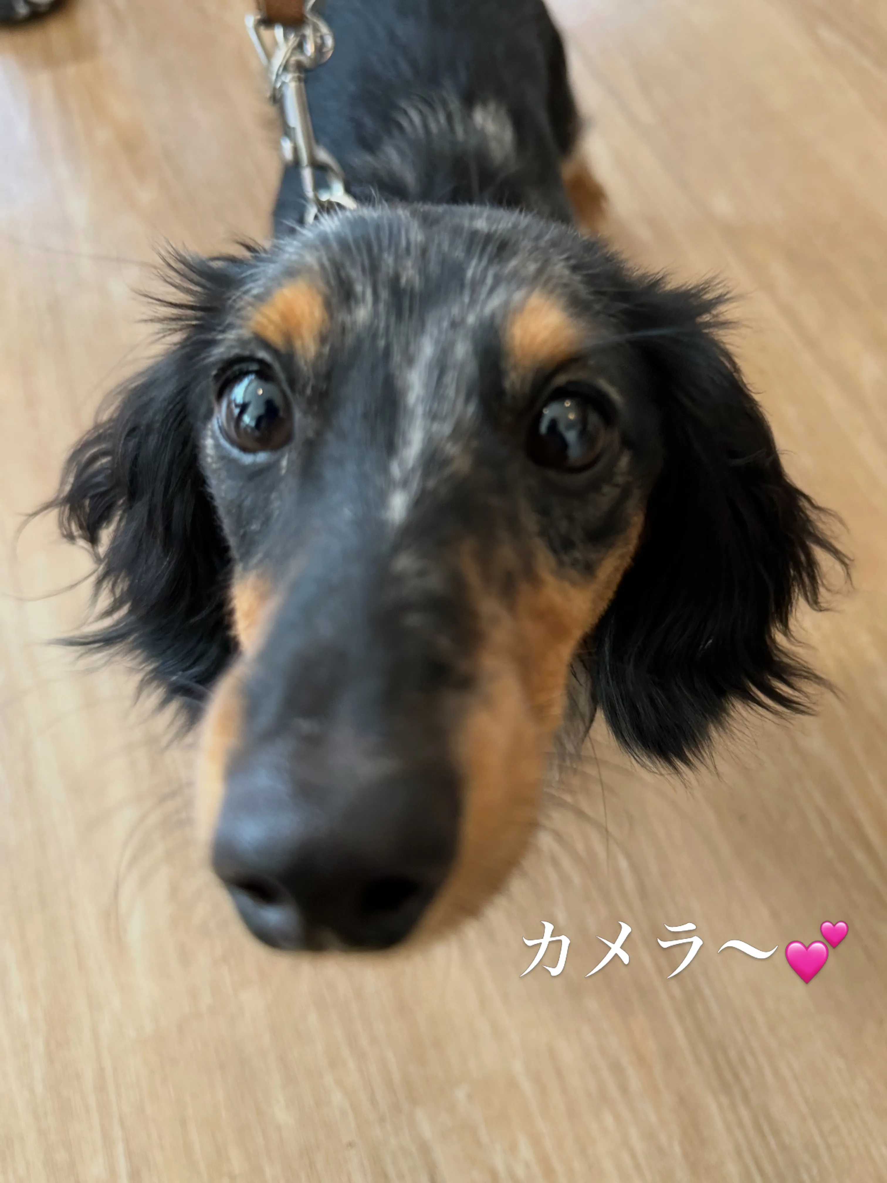 《ご来店わんこたち》