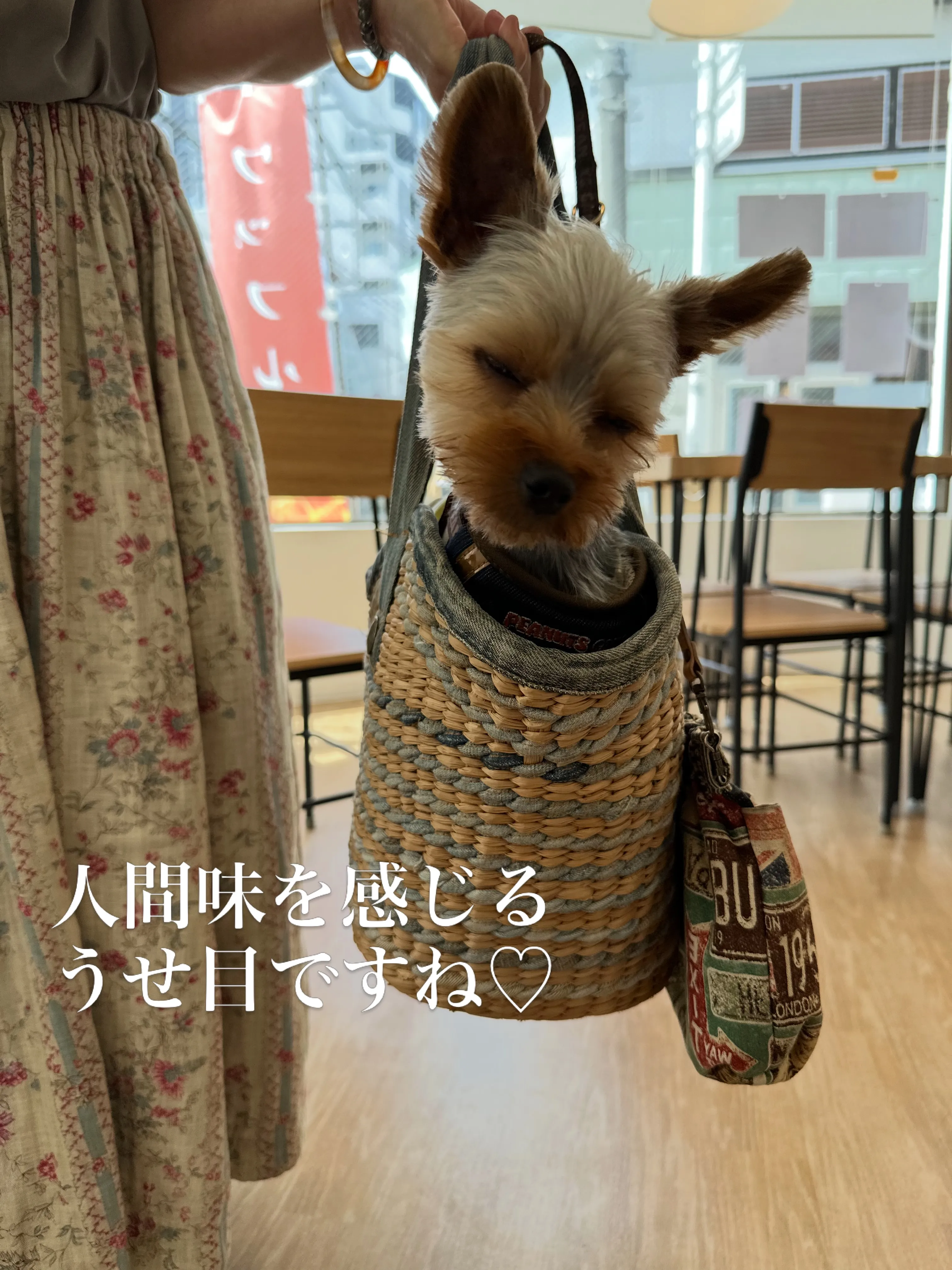 《ご来店わんこたち》
