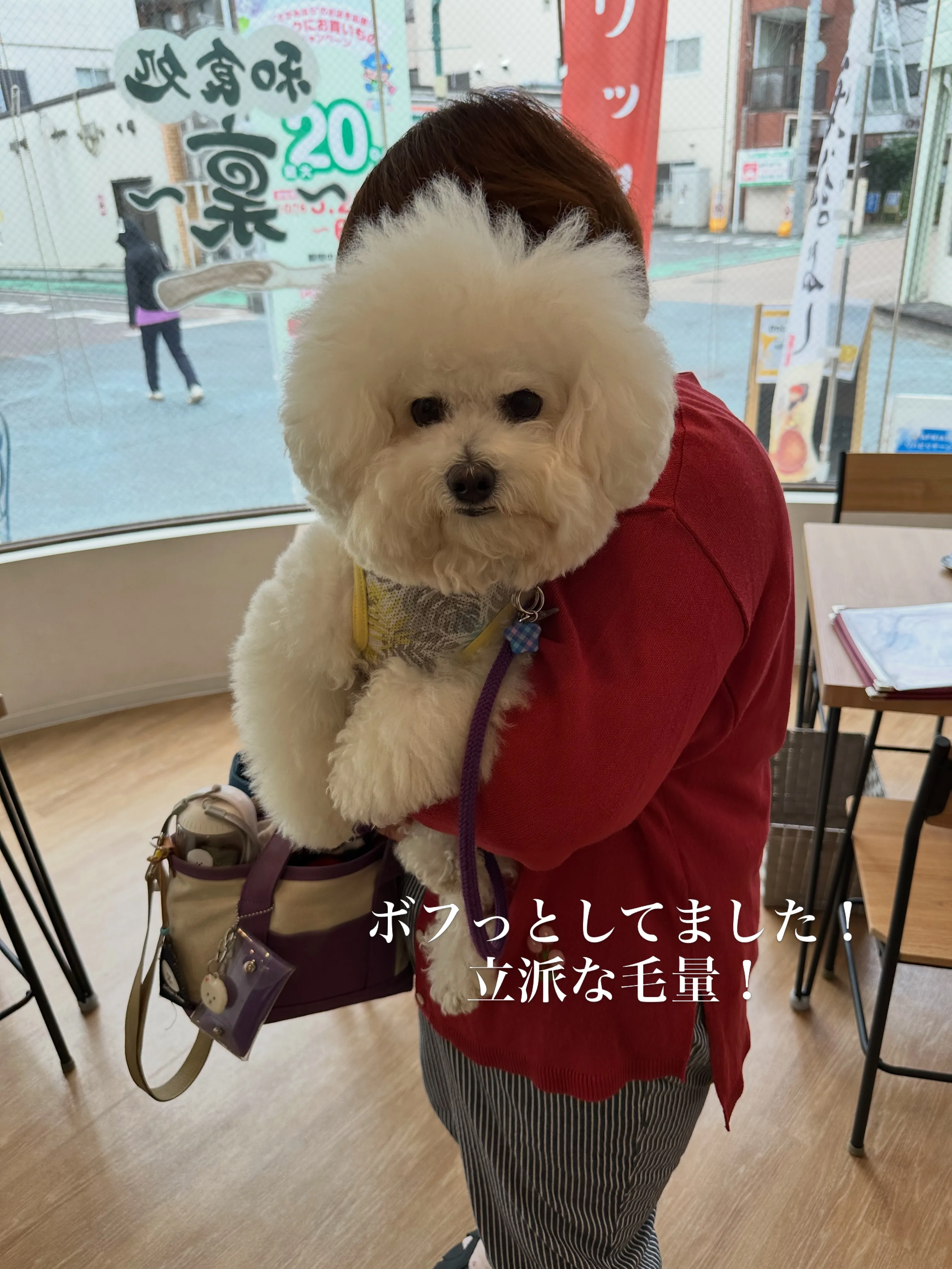 《ご来店わんこたち》