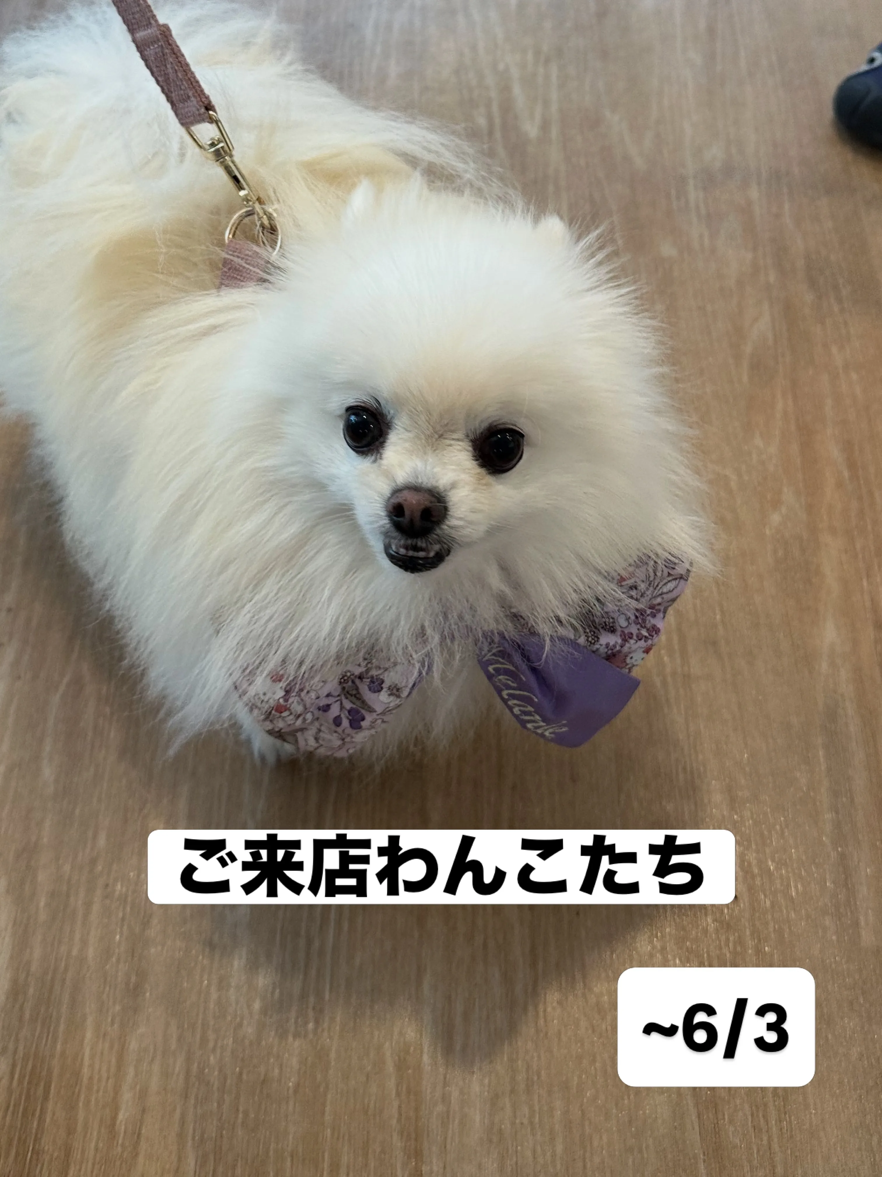 《ご来店わんこたち》