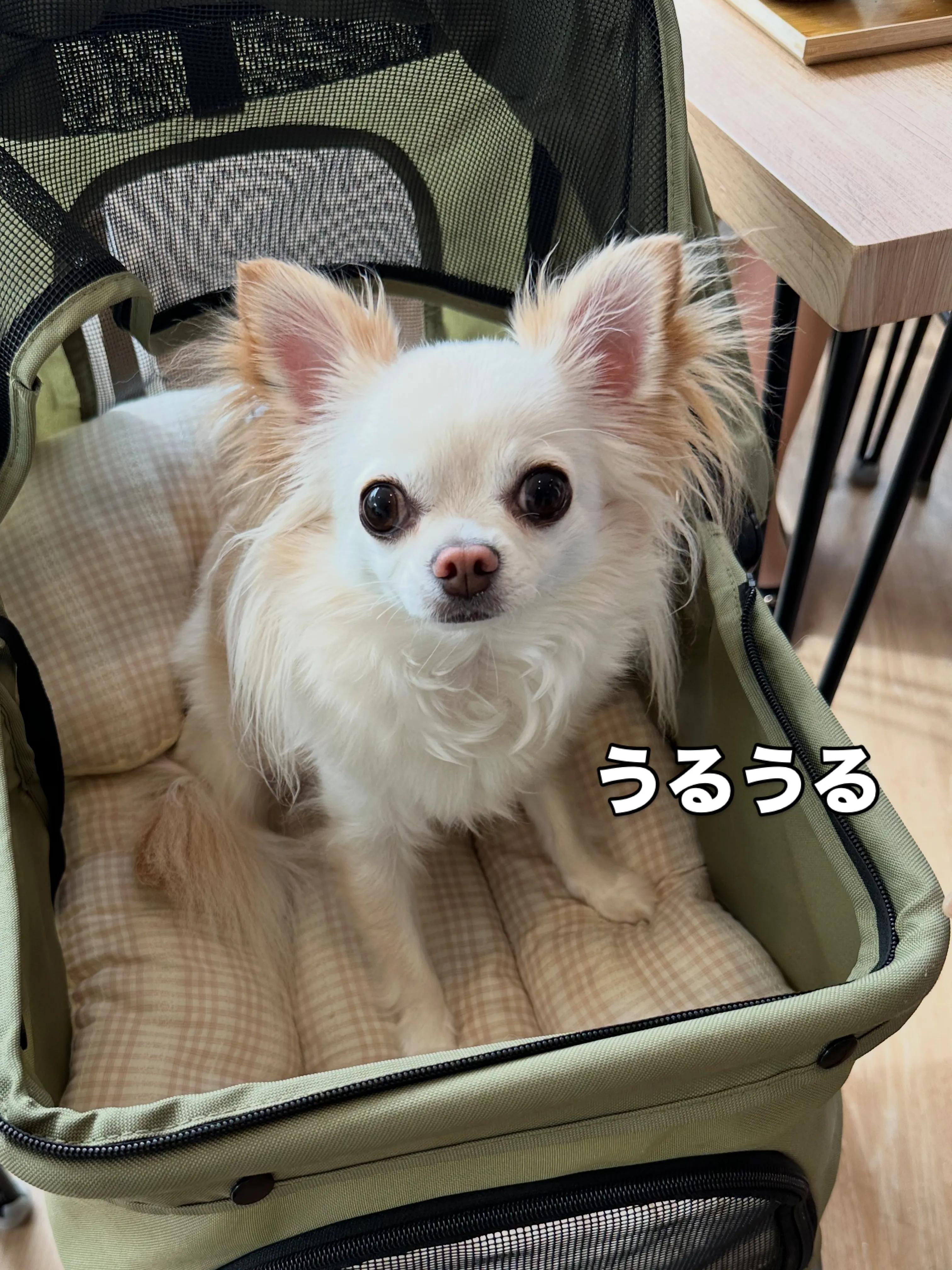 《ご来店わんこたち》