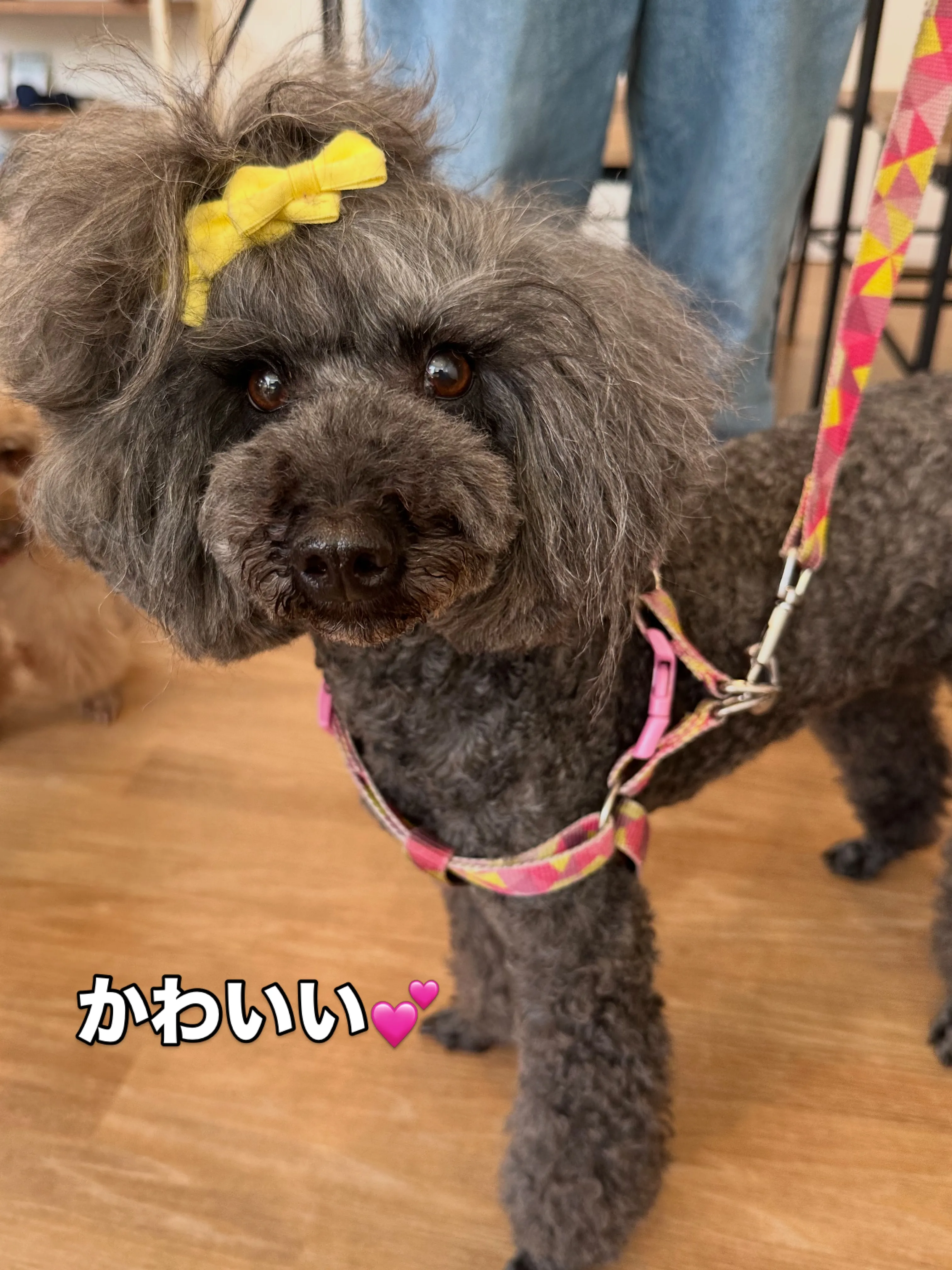 《ご来店わんこたち》