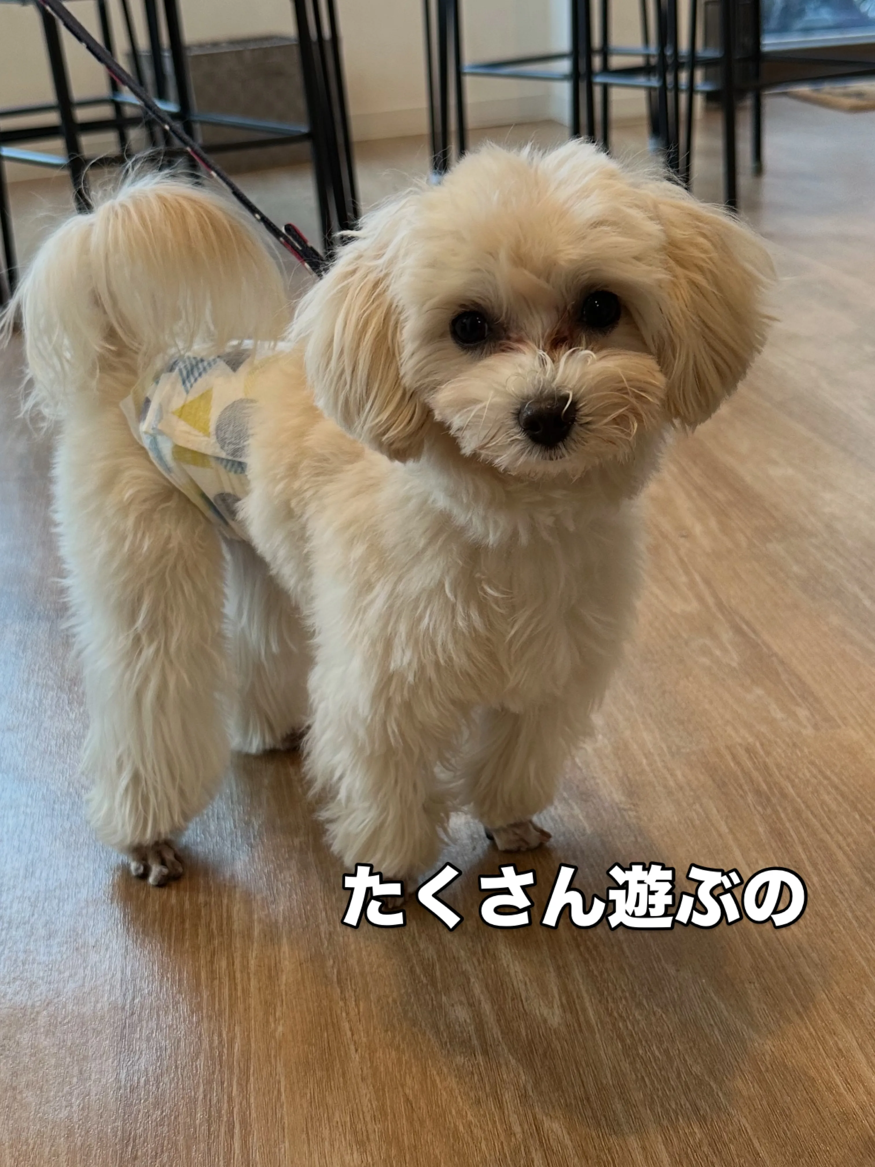 《ご来店わんこたち》