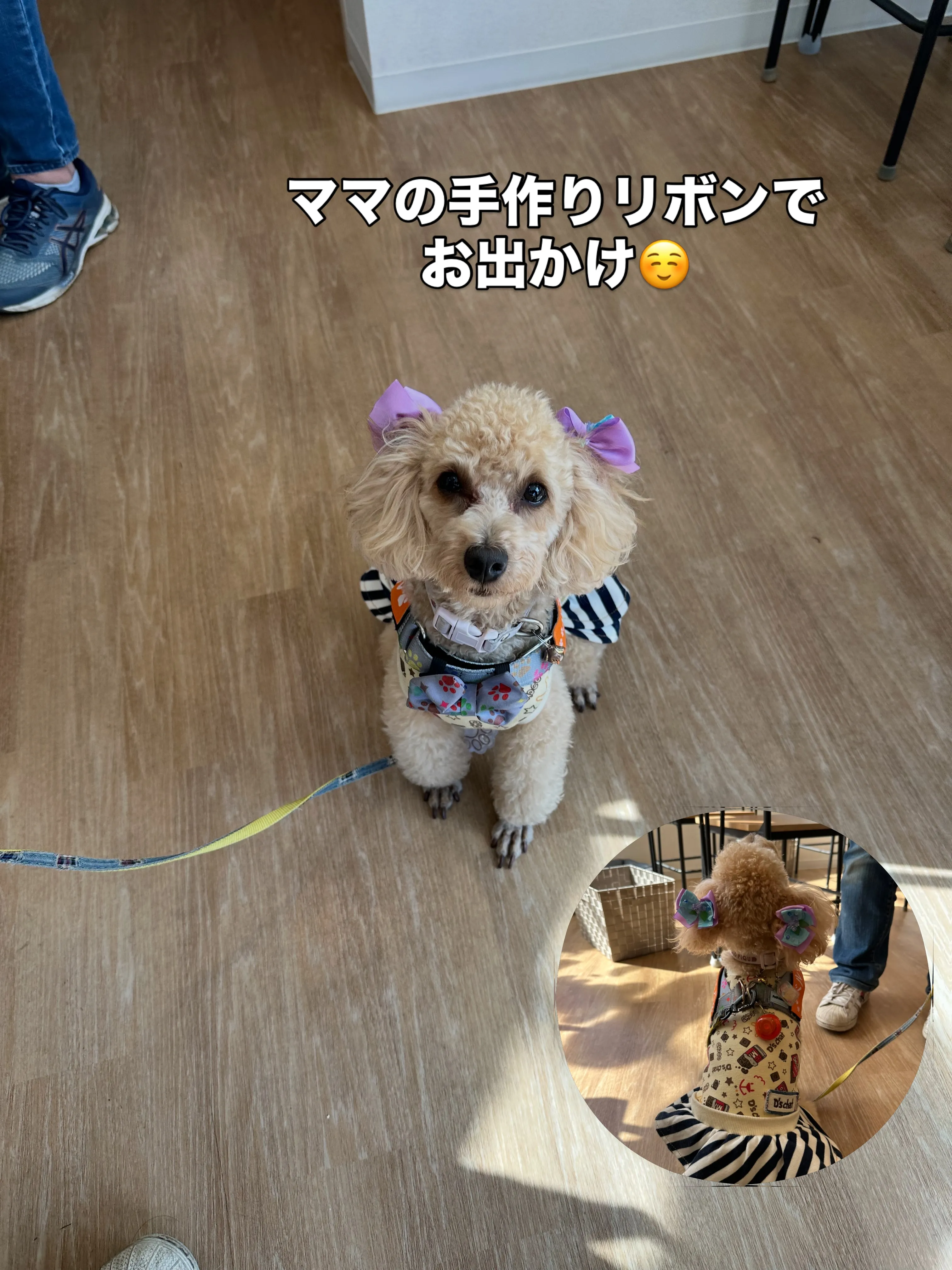 《ご来店わんこたち》