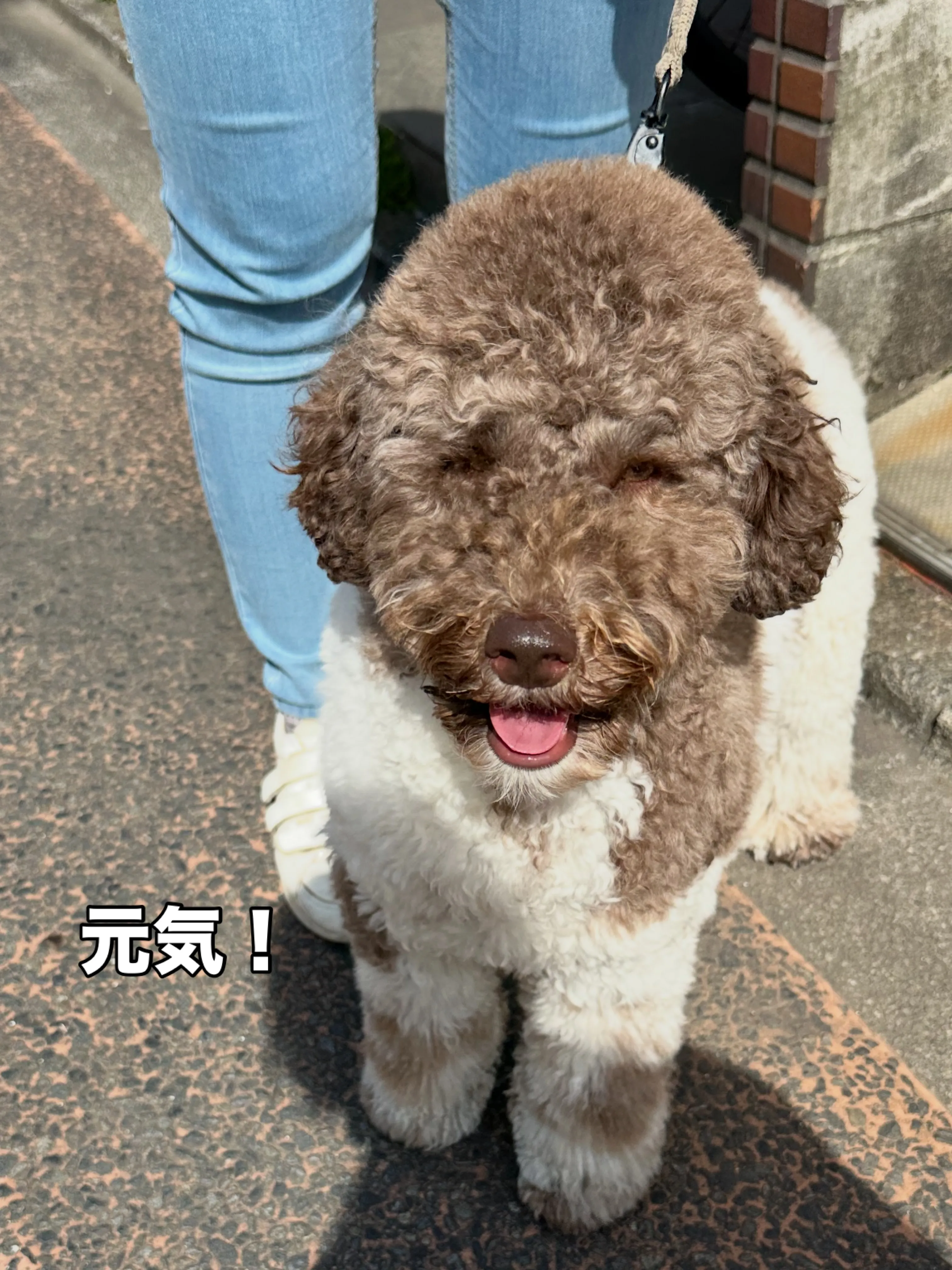 《ご来店わんこたち》