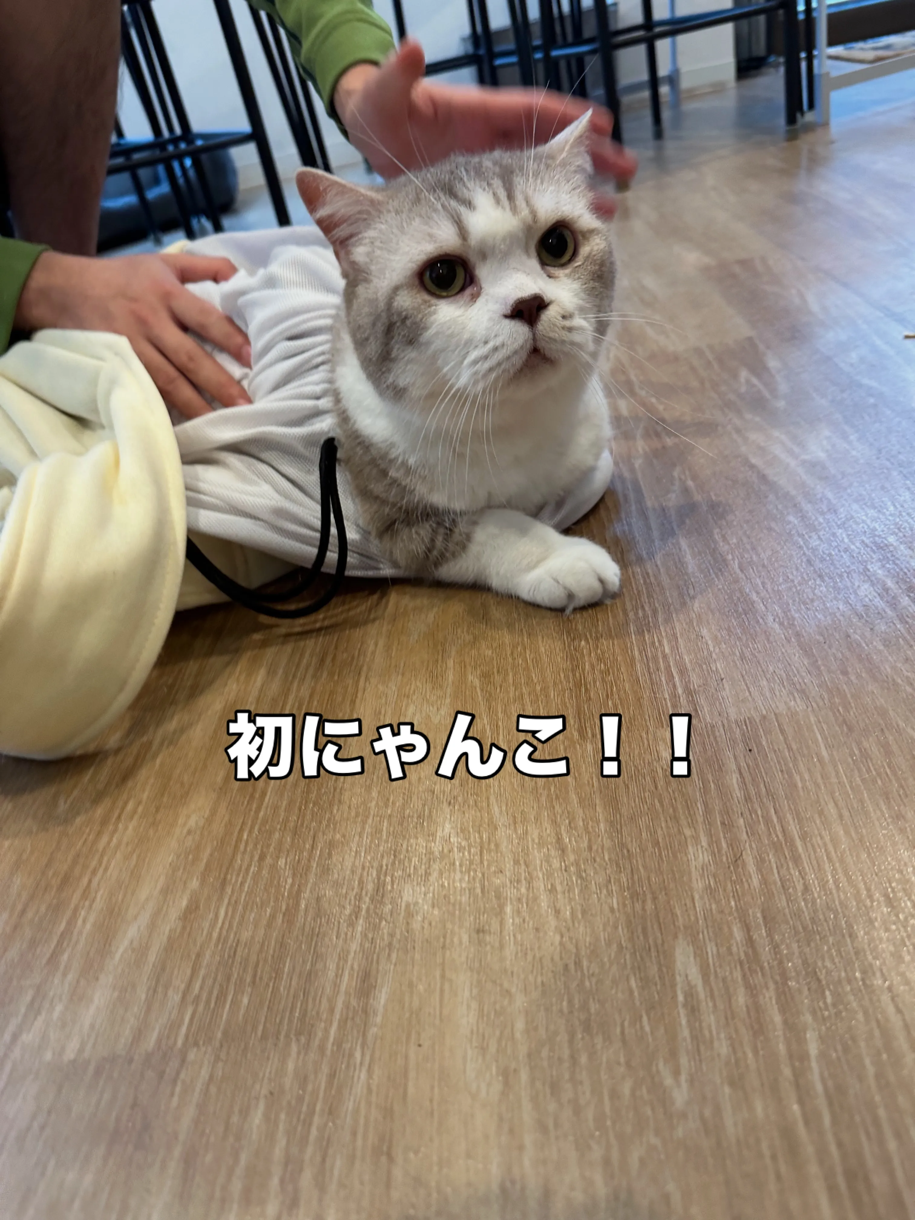 《ご来店わんこたち》