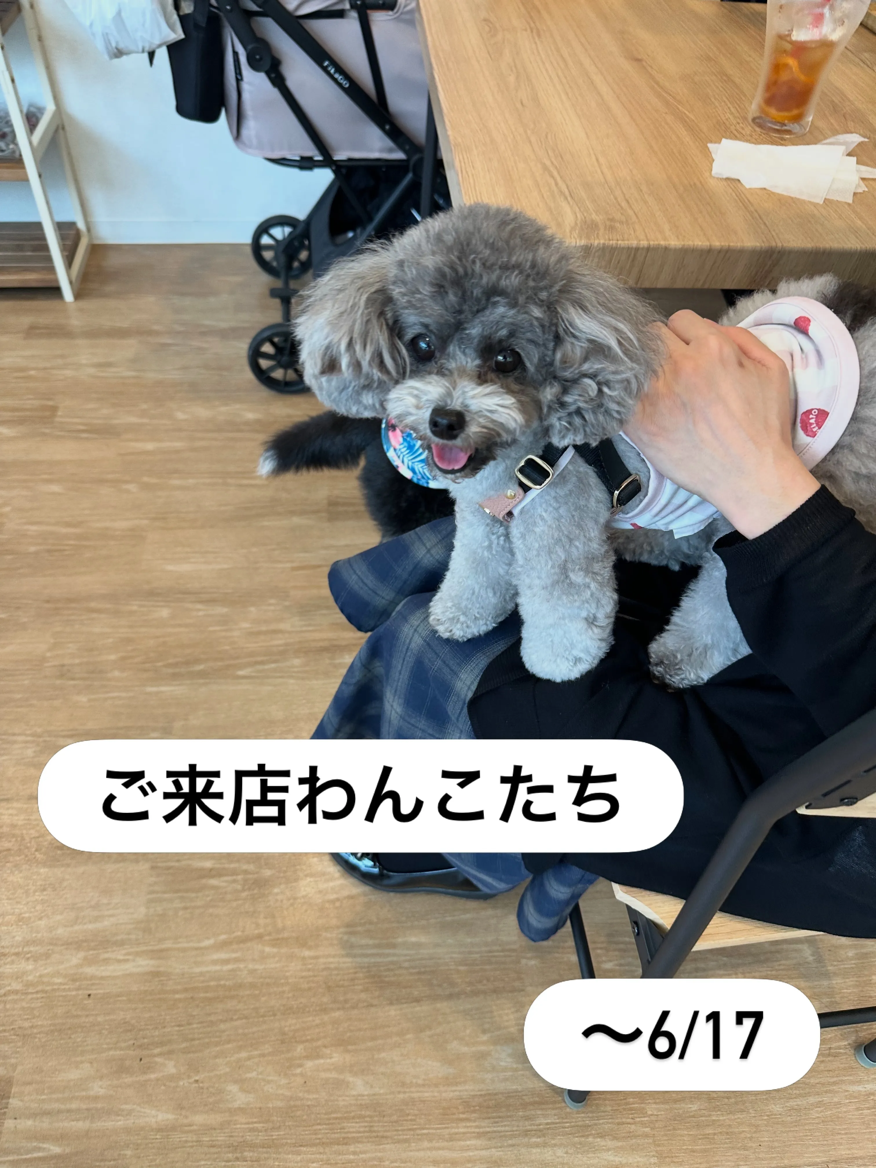 《ご来店わんこたち》