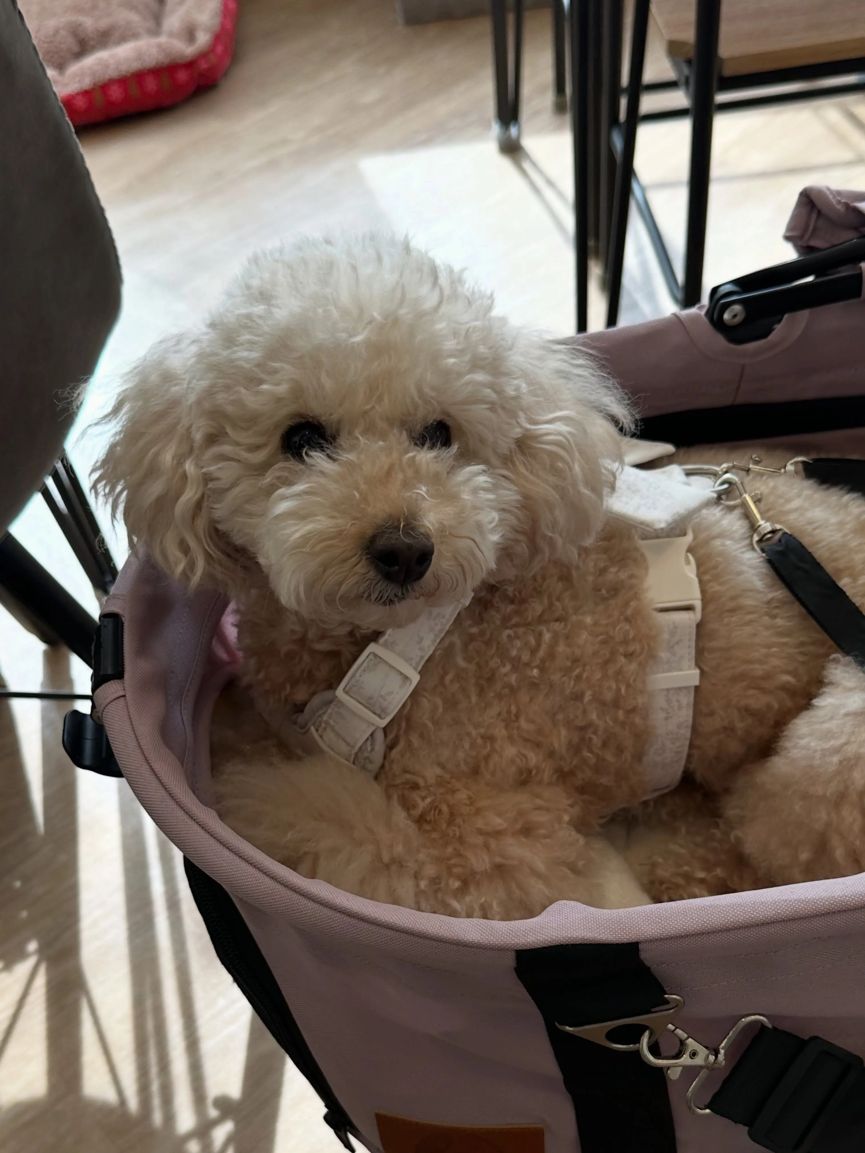 《ご来店わんこたち》