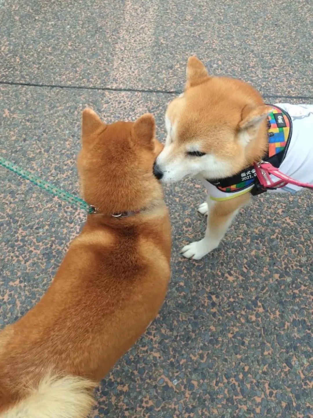 《ご来店わんこたち》