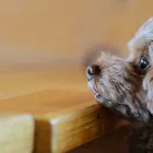 ペット可