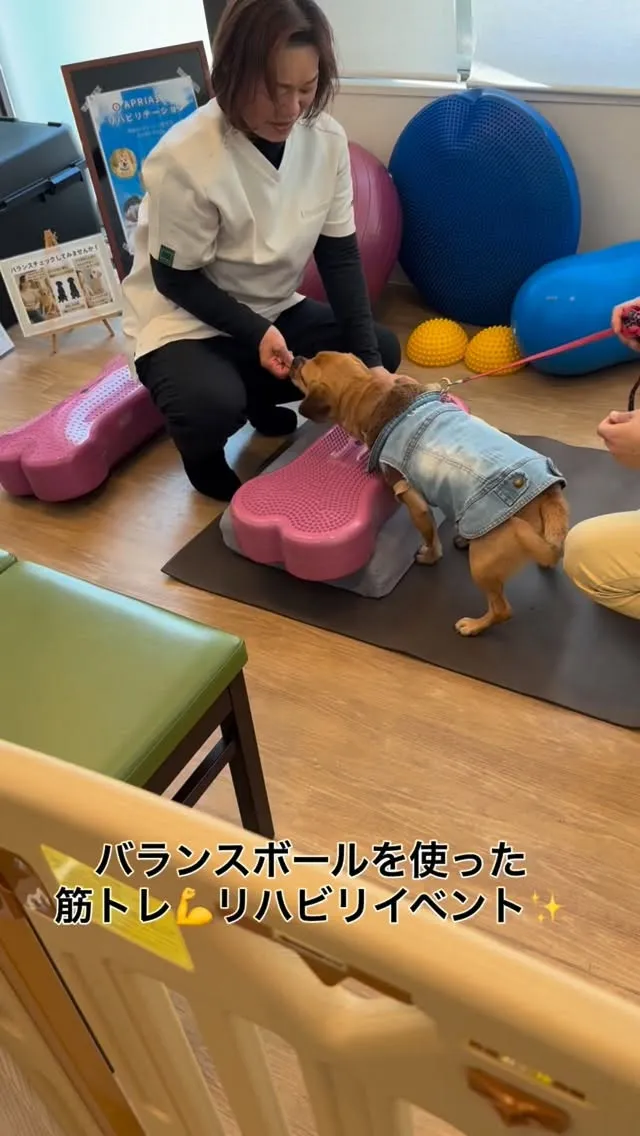 \\バランスボールを使った体幹トレーニングのイベント//